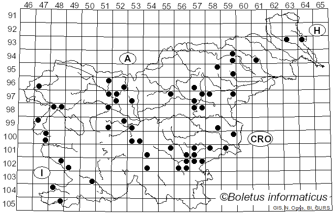 <i>Lycoperdon mammiforme</i> Pers. (1801)