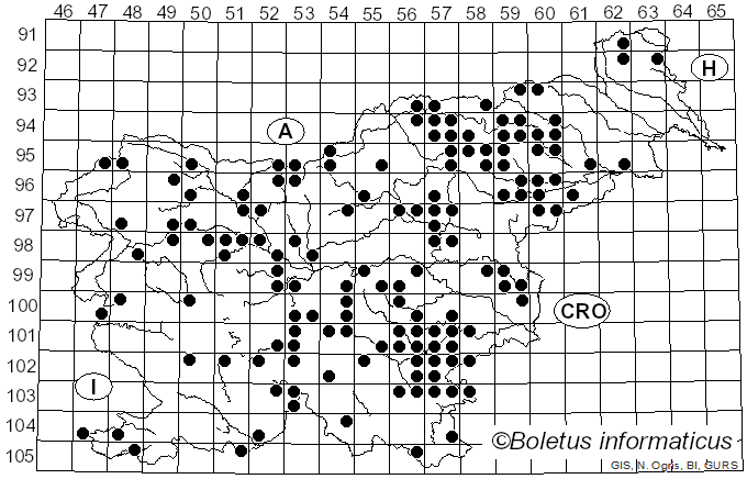 <i>Cerioporus leptocephalus</i> (Jacq.) Zmitr. (2016)