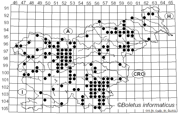 <i>Lentinus substrictus</i> (Bolton) Zmitr. & Kovalenko (2016)