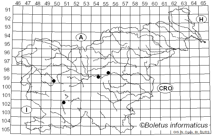 <i>Hypha</i> Pers. (1822)
