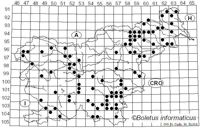 <i>Picipes badius</i> (Pers.) Zmitr. & Kovalenko (2016)