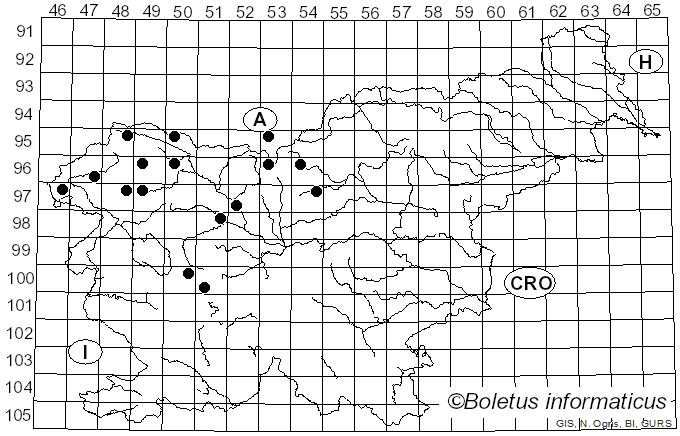 <i>Cheilosia himantopa</i> Panzer (1798)