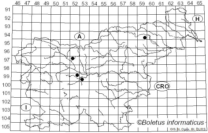 <i>Cantharellus cibarius</i> subsp. <i>nanus</i> R. Heim (1960)