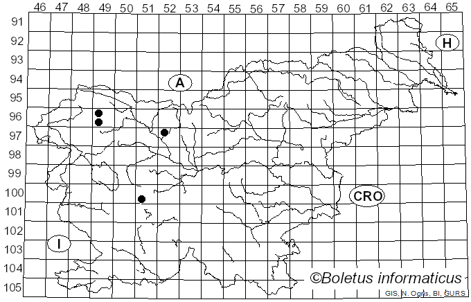 <i>Brachyopa testacea</i> Fallen