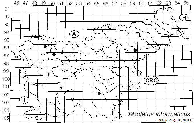 <i>Pachyella celtica</i> (Boud.) Häffner (1993)