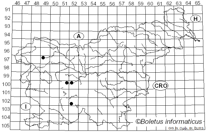 <i>Cheilosia ranunculi</i> Doczkal
