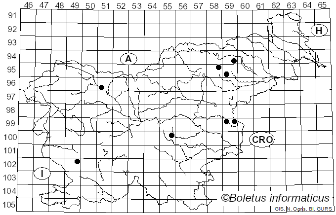 <i>Clavaria acuta</i> Sowerby (1797)