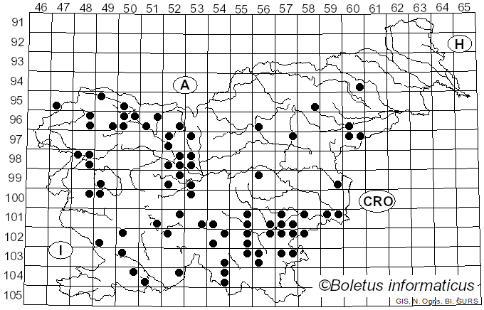 <i>Cerioporus varius</i> (Pers.) Zmitr. & Kovalenko (2016)