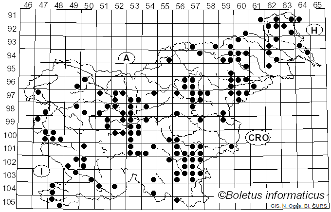 <i>Pleurotus ostreatus</i> (Jacq.) Quél. (1871)