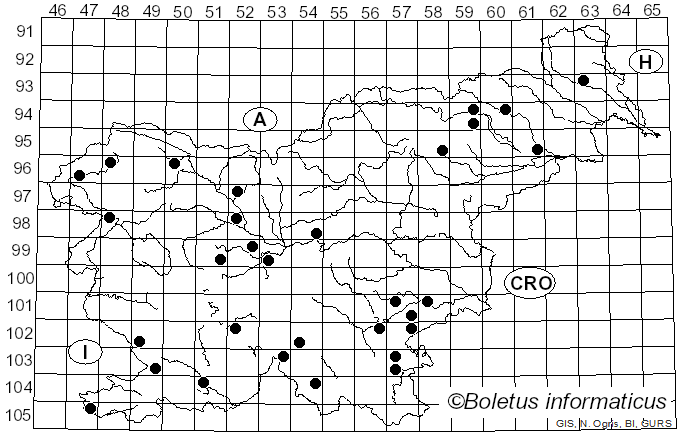 <i>Byssomerulius corium</i> (Pers.) Parmasto (1967)