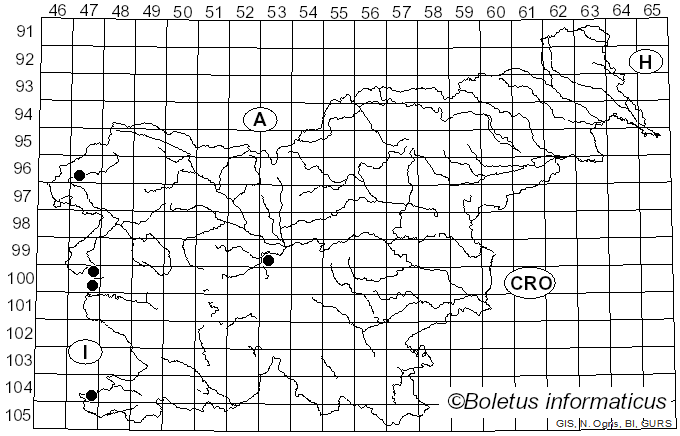 <i>Geopora sumneriana</i> (Cooke) M. Torre (1976)