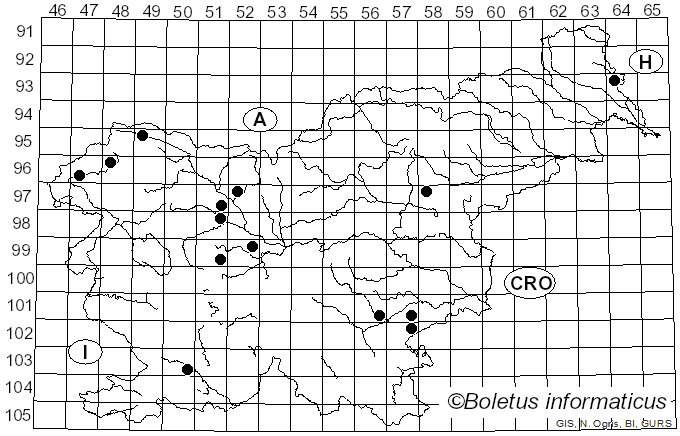<i>Rhizopogon obtextus</i> (Spreng.) R. Rauschert (1984)