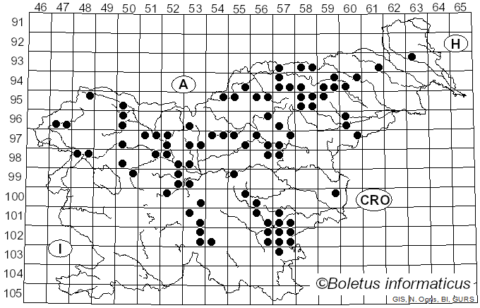 <i>Gyroporus cyanescens</i> (Bull.) Quél. (1886)