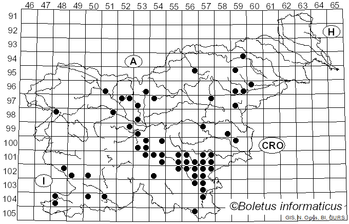 <i>Pogonoloma macrorhizum</i> (Quél.) Dima & P.-A. Moreau (2018)