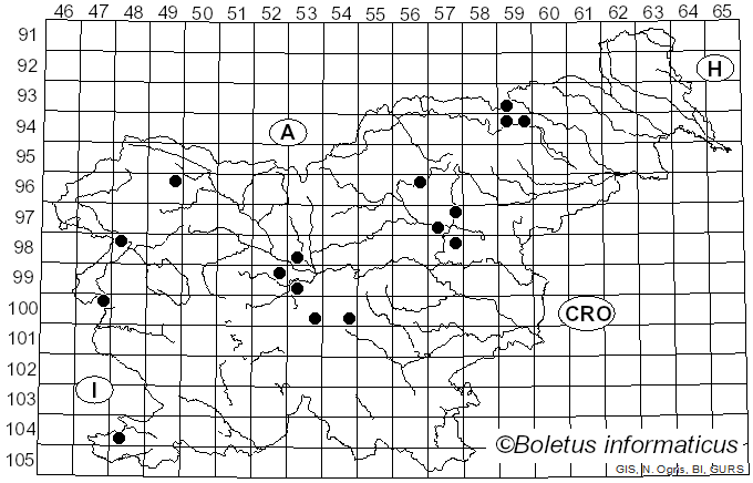 <i>Gomphidius gracilis</i> Berk. (1854)