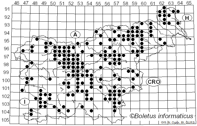 <i>Chroogomphus rutilus</i> (Schaeff.) O.K. Mill. (1964)