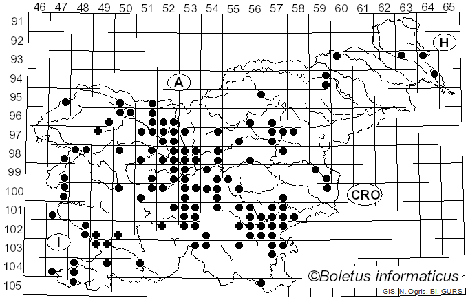 <i>Infundibulicybe geotropa</i> (Bull.) Harmaja (2003)
