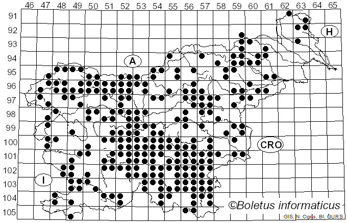 <i>Suillellus luridus</i> (Schaeff.) Murrill (1909)
