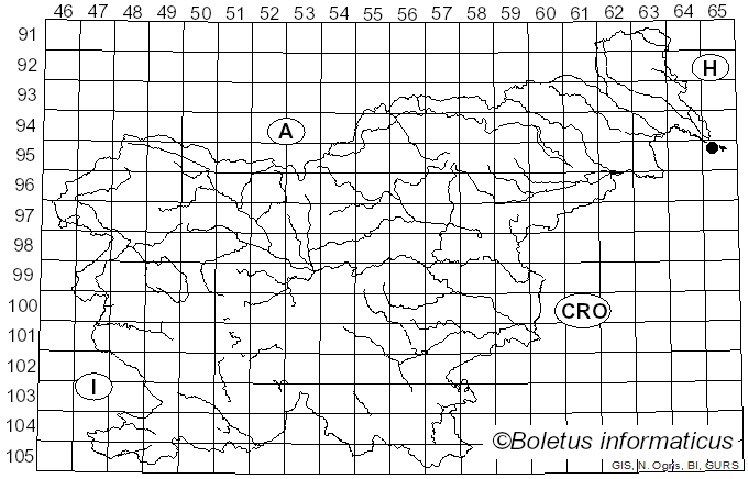 <i>Arthothelium spectabile</i> (Flot.) A. Massal. (1852)