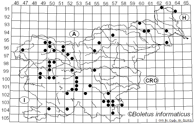 <i>Phragmotrichum chailletii</i> Kunze (1823)
