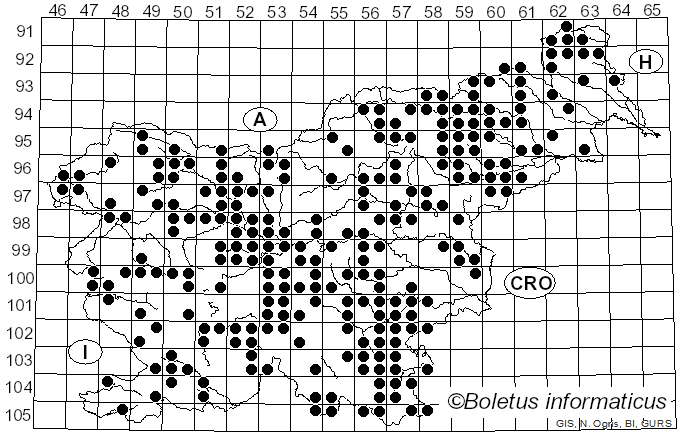 <i>Trametes hirsuta</i> (Wulfen) Lloyd (1924)