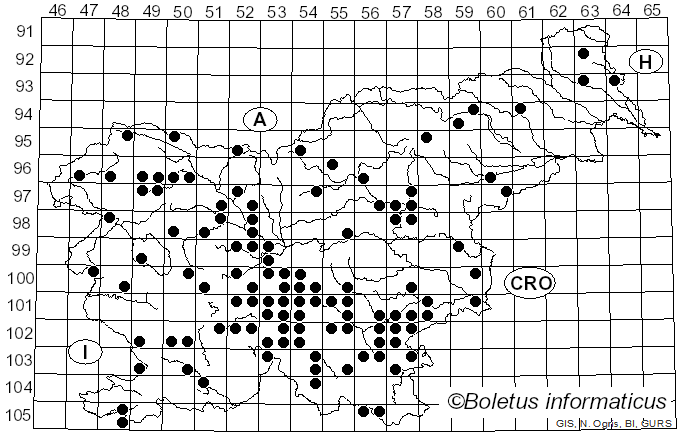 <i>Imperator rhodopurpureus</i> (Smotl.) Assyov et al. (2015)