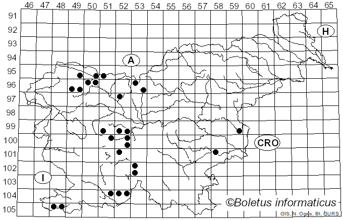 <i>Syrphus</i>