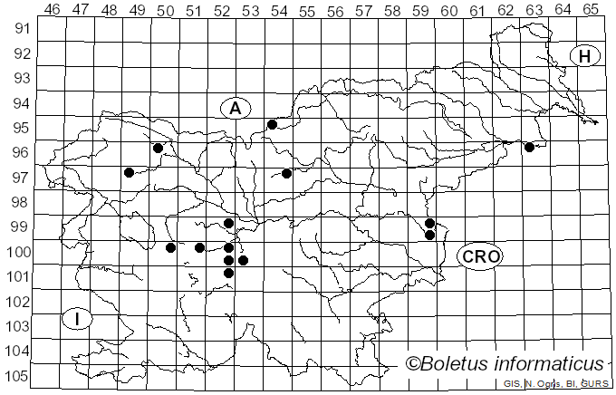 <i>Cheilosia pagana</i> Meigen