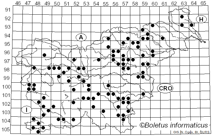 <i>Lactarius acerrimus</i> Britzelm. (1893)