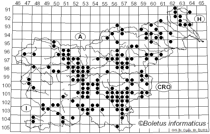 <i>Leccinum aurantiacum</i> sensu Pilat & Dermek (1974)