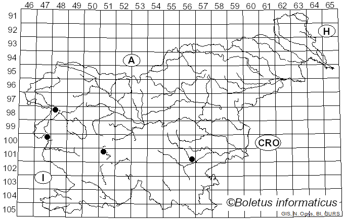 <i>Mutinus elegans</i> (Mont.) E. Fisch. (1888)