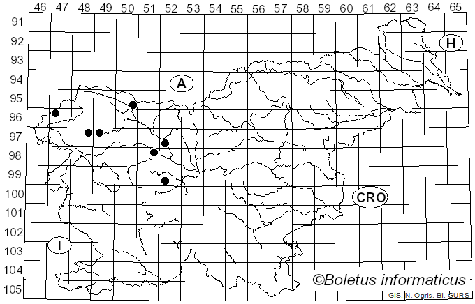 <i>Cheilosia scutellata</i> Fallen (1817)