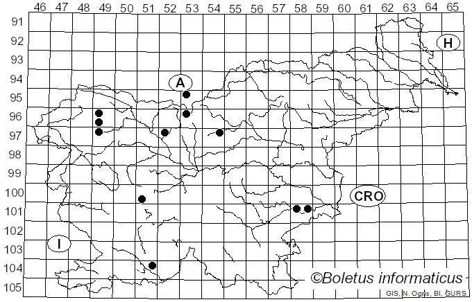 <i>Brachyopa</i>