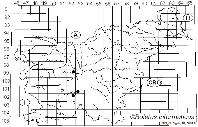 <i>Cantharellus aurora</i> (Batsch) Kuyper (1991)