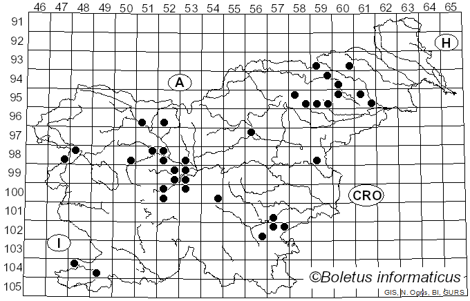 <i>Cantharellus subcibarius</i> Corner (1966)