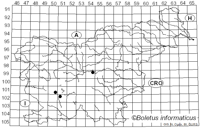 <i>Fibrillaria subterranea</i> Pers. (1822)