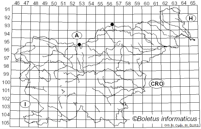 <i>Entoloma sodale</i> Kühner & Romagn. ex Noordel. (1982)