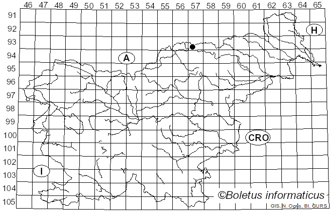 <i>Pityophthorus</i>