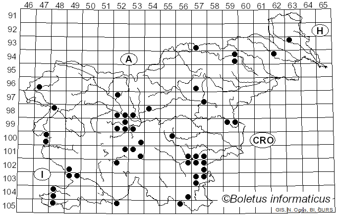 <i>Tricholoma album</i> (Schaeff.) P. Kumm. (1871)