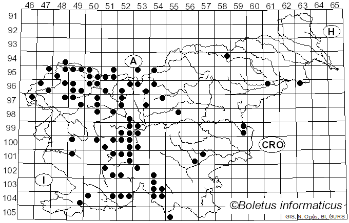 <i>Cheilosia</i>