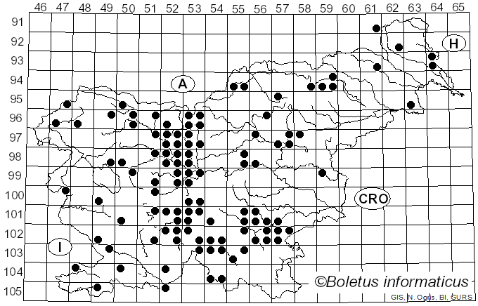 <i>Calocybe</i> Kühner ex Donk (1962)