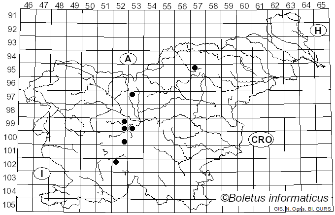 <i>Puccinia maculosa</i> Schwein. (1832)