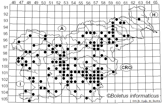 <i>Caloboletus radicans</i> (Pers.) Vizzini (2014)