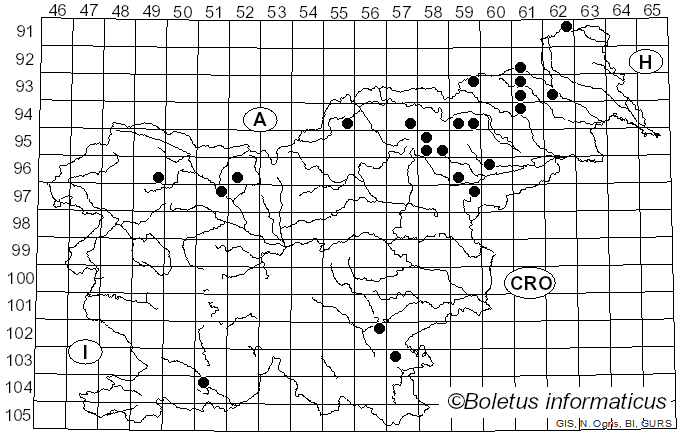 <i>Postia ptychogaster</i> (F. Ludw.) Vesterh. (1996)