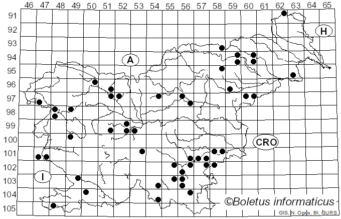<i>Schizopora</i> Velen. (1922)