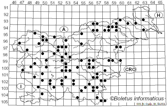 <i>Rhytisma acerinum</i> (Pers.) Fr. (1819)