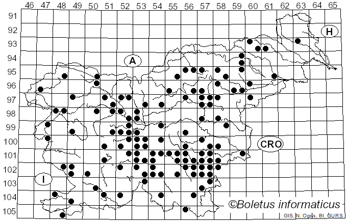 <i>Caloboletus radicans</i> (Pers.) Vizzini (2014)