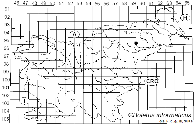 <i>Physisporinus rivulosus</i> (Berk. & M.A. Curtis) Ryvarden (1984)