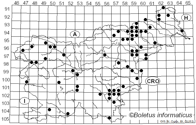 <i>Stereum gausapatum</i> (Fr.) Fr. (1874)
