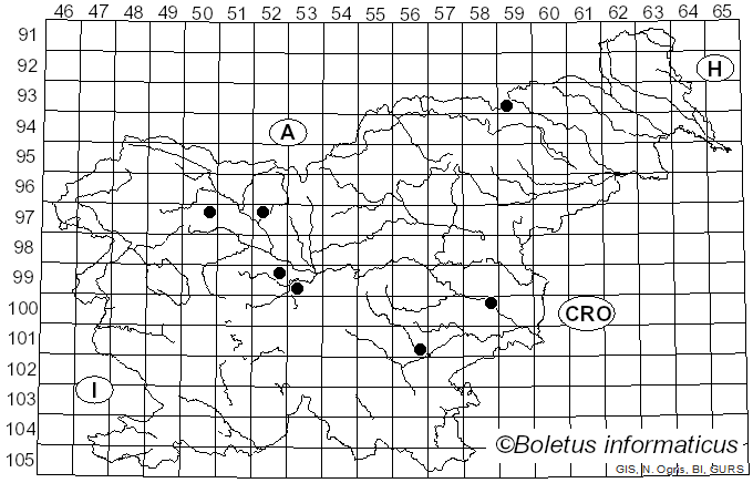<i>Spathularia flavida</i> Pers. (1797)